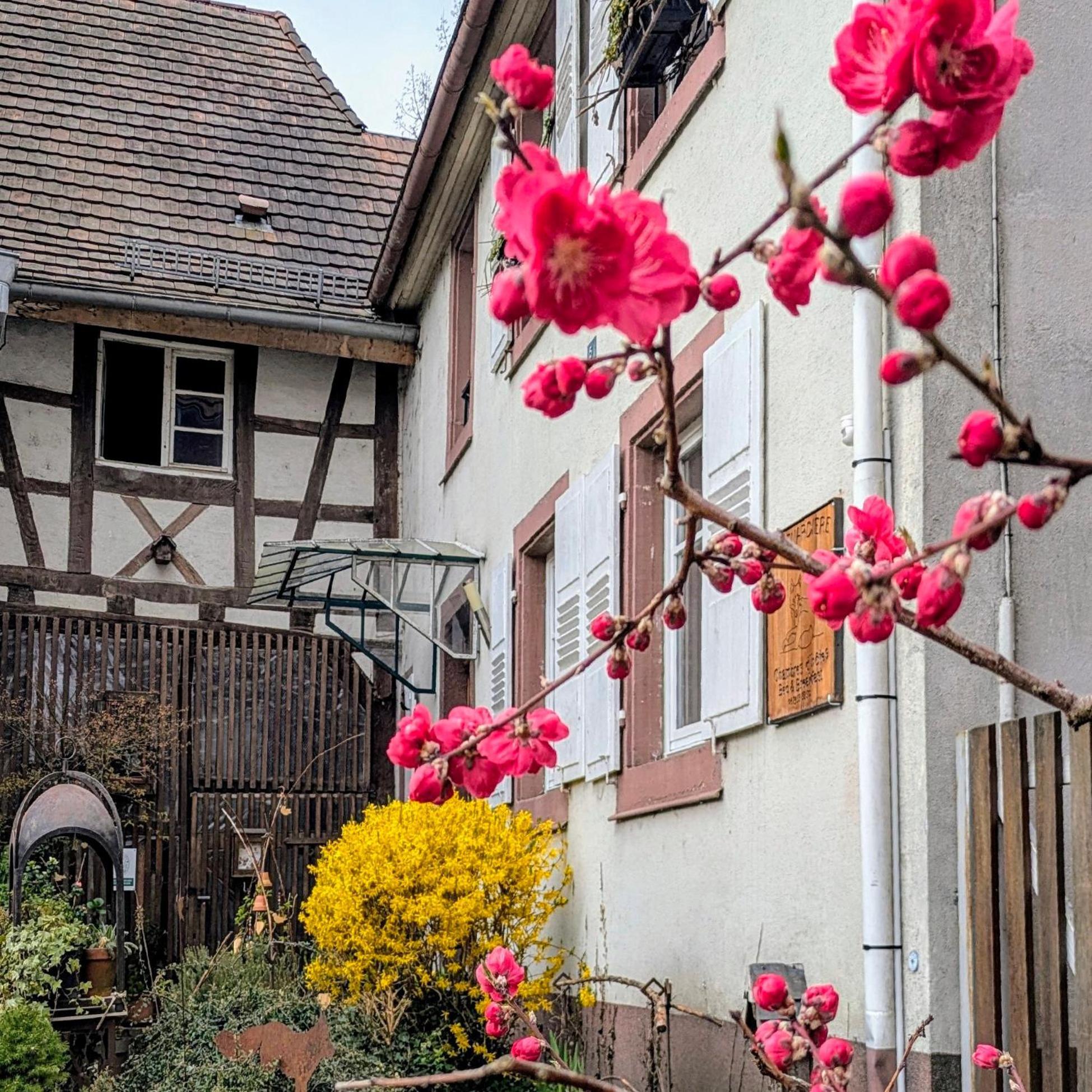 La Renardiere Reichshoffen ภายนอก รูปภาพ